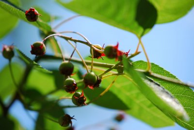 Amelanchier canadensis - muchovník kanadský - plod